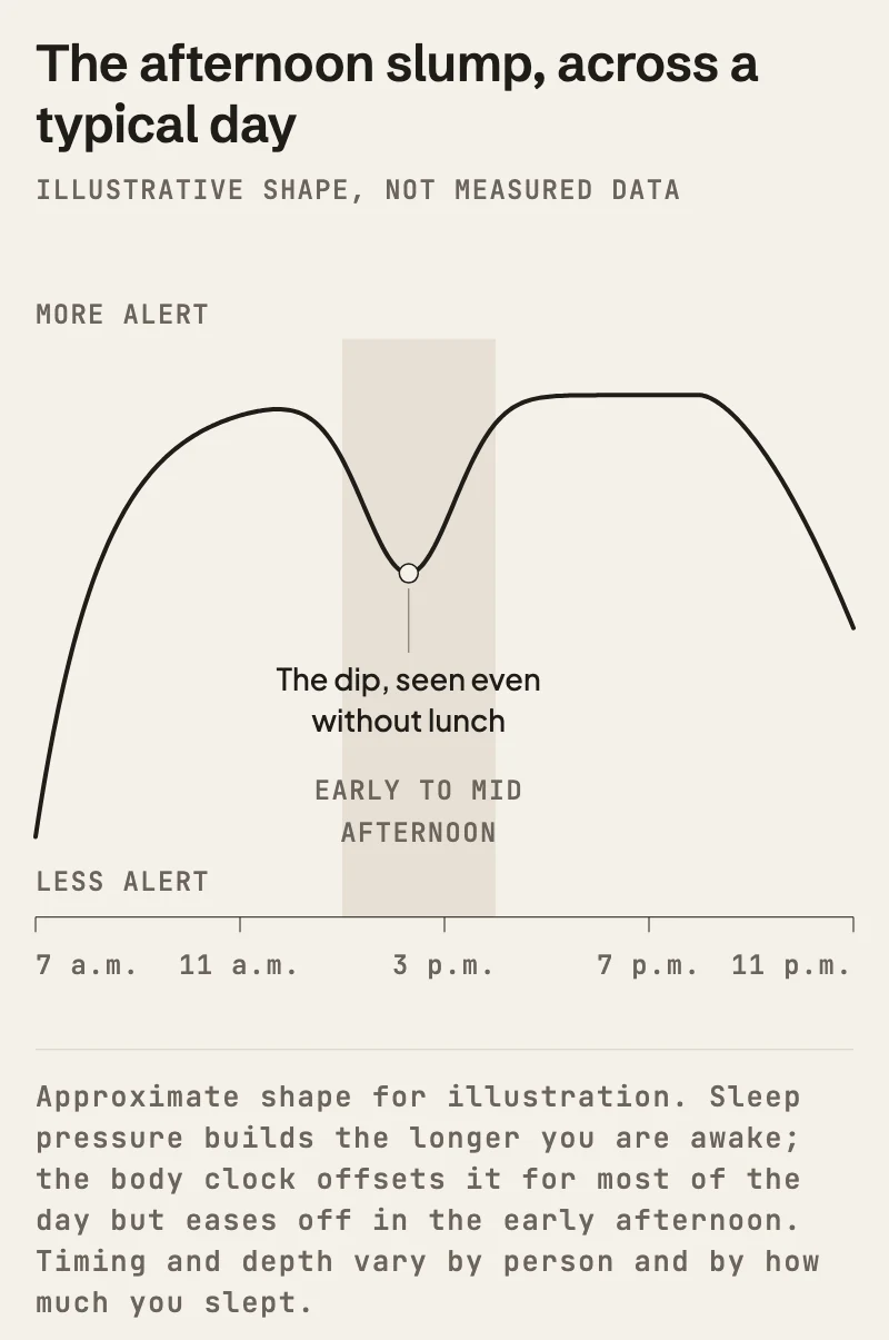 Illustrative curve of alertness from 7 a.m. to 11 p.m. Alertness rises after waking and levels off by late morning, dips in the early to mid afternoon, recovers later in the afternoon, then falls toward bedtime. The shape is approximate, not measured data, and varies by person.