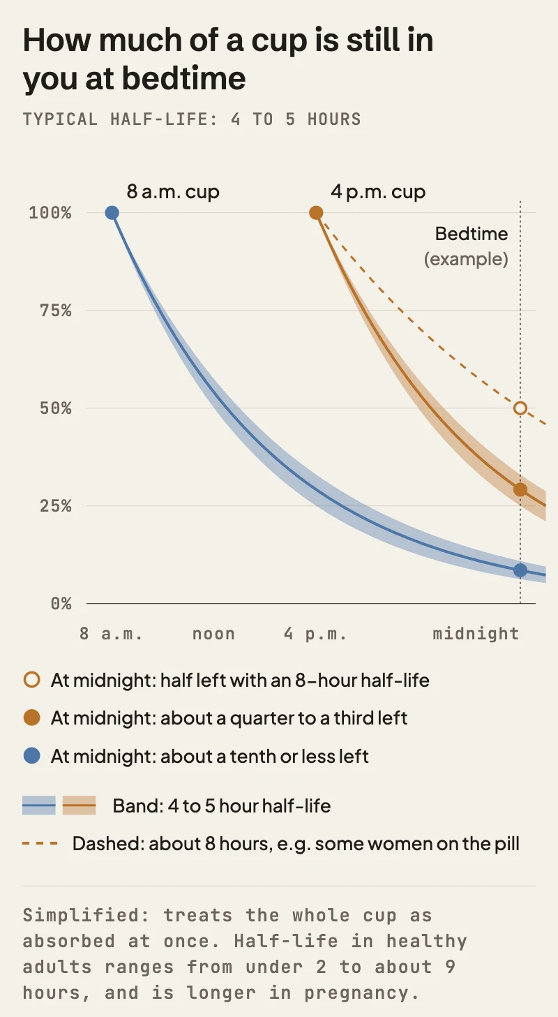 Chart of how much caffeine remains from an 8 a.m. cup and a 4 p.m. cup, assuming a typical 4 to 5 hour half-life. By midnight, about a tenth or less of the morning cup is left, and about a quarter to a third of the afternoon cup. With an 8-hour half-life, half of the 4 p.m. cup is still there at midnight. Simplified; half-life varies widely between people.